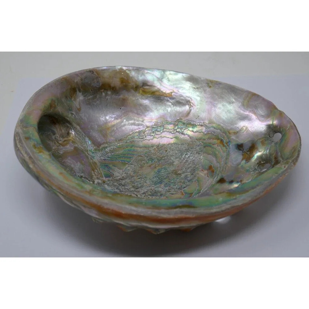 Large Red Abalone Haliotis rufescens Iridescent MOP 8x6 Shell